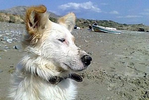 mitso-am-strand-von-diaskari