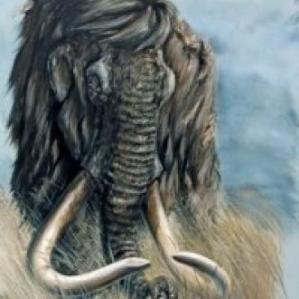 zwerg-mammut